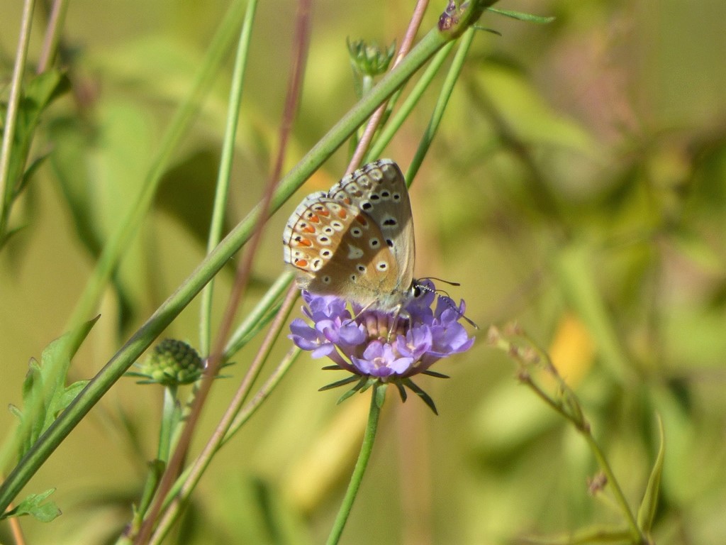 quali Polyiommatus? Polyommatus icarus e Polyommatus bellargus, femmine